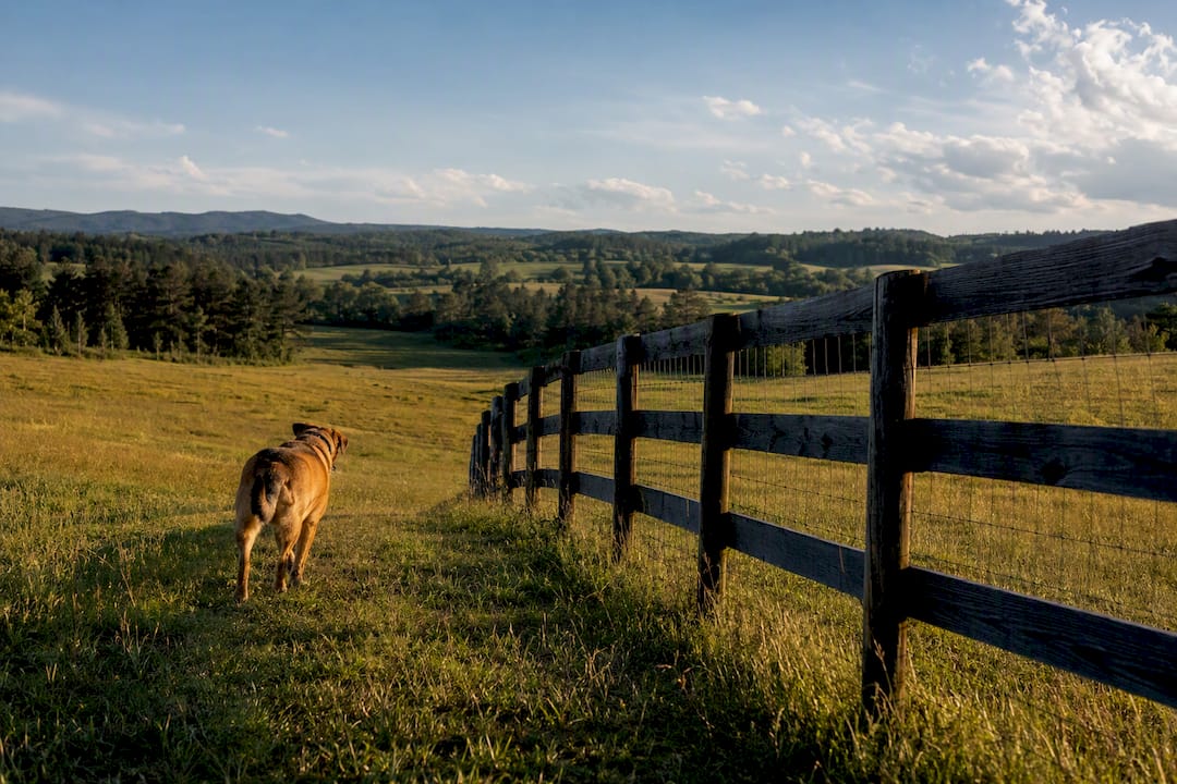 Dog contained beside short pasture fence