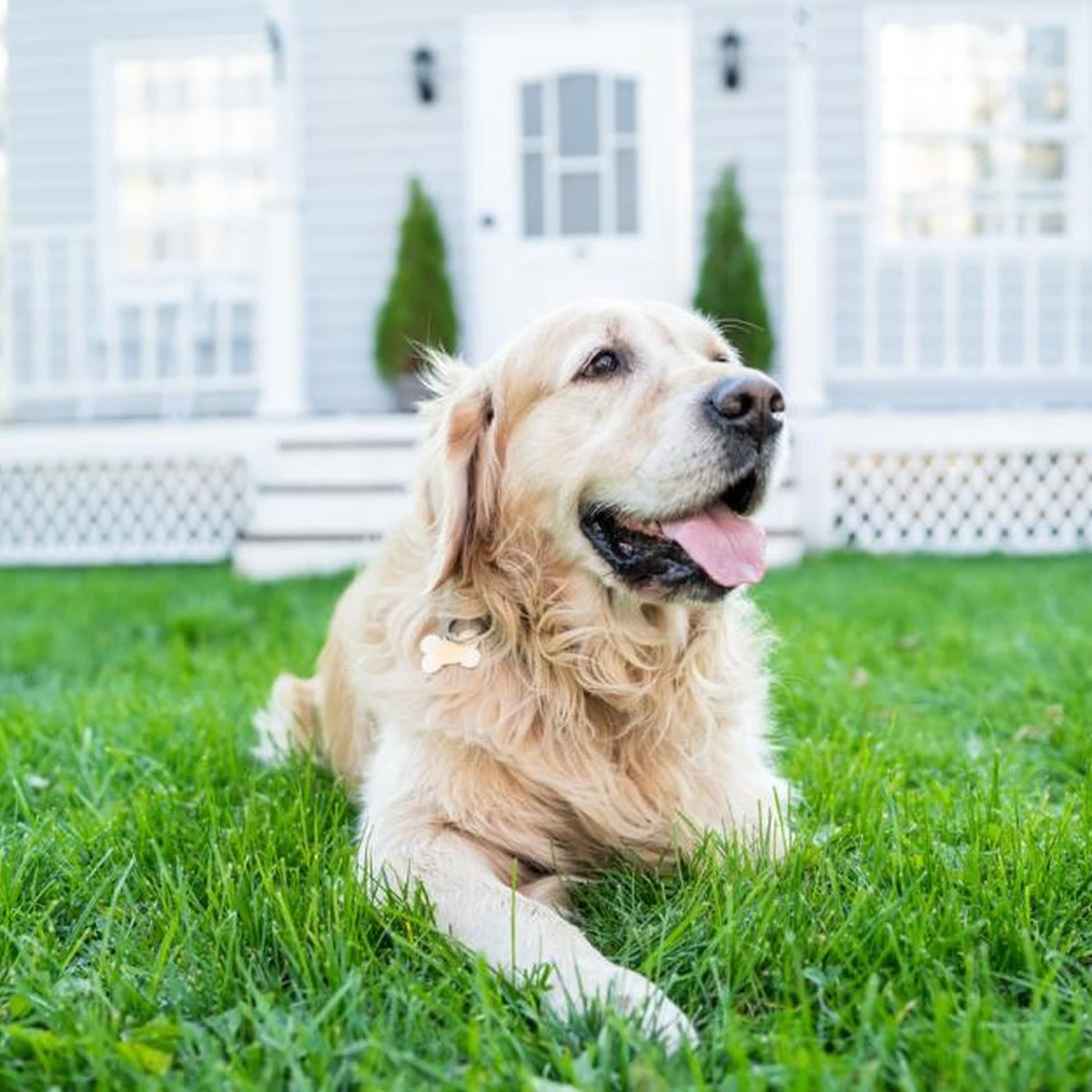 Dog at home in a garden