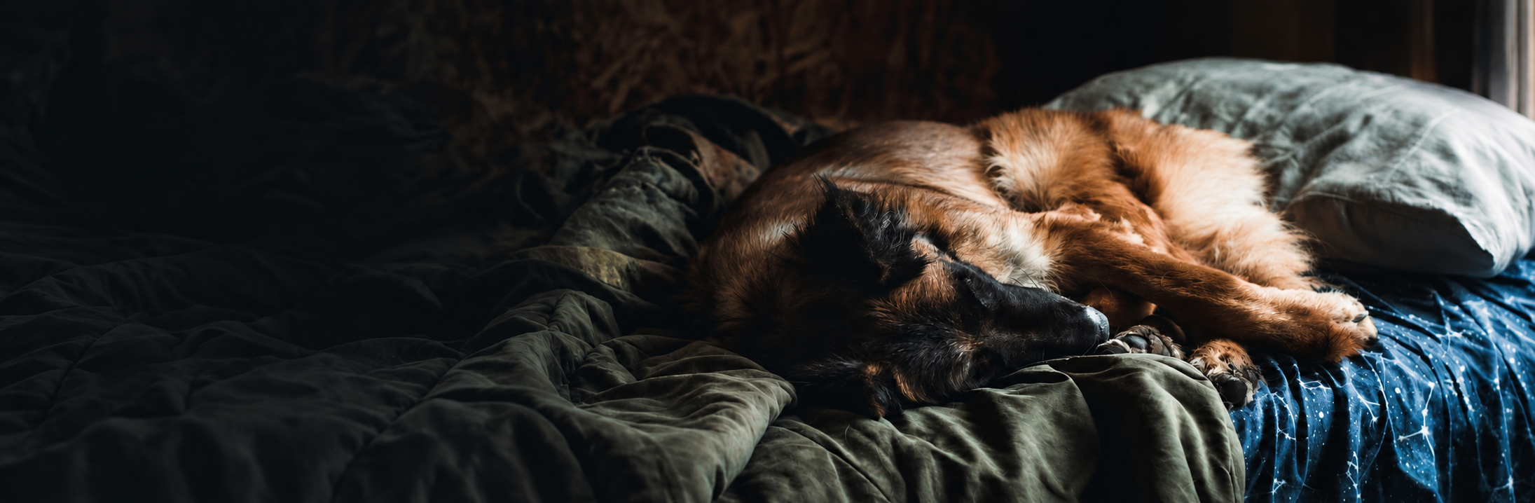 A dog sleeping peacefully on a blanket at home