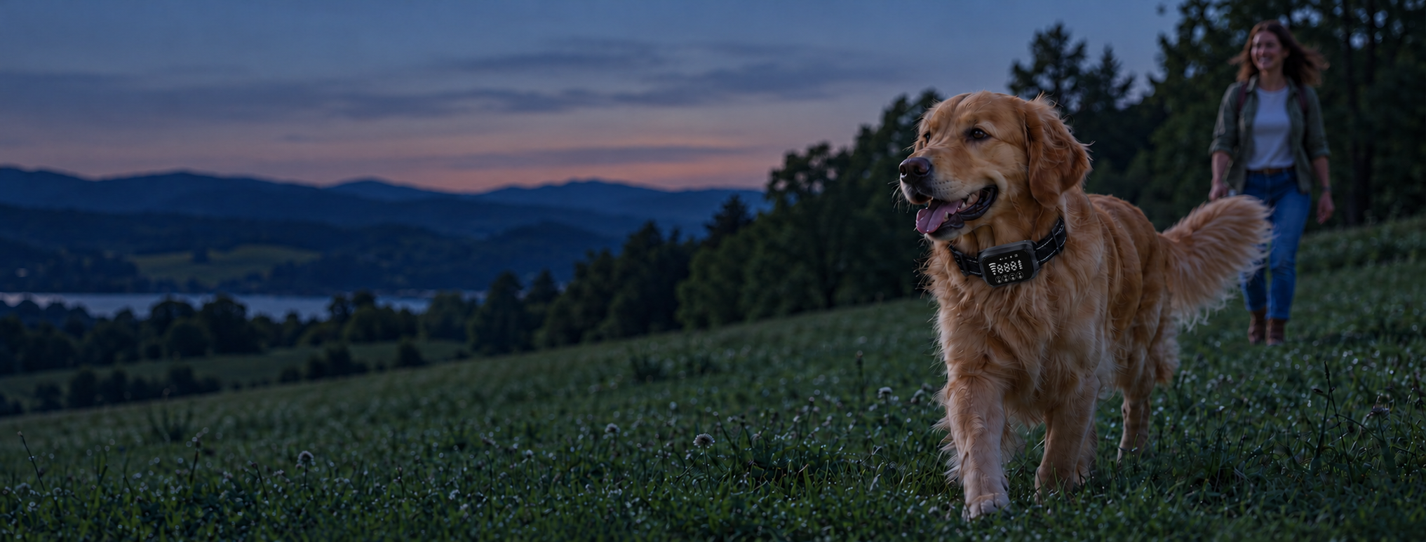 A golden retriever wearing a black NAXWAVE collar explores a sunlit meadow with its companion nearby