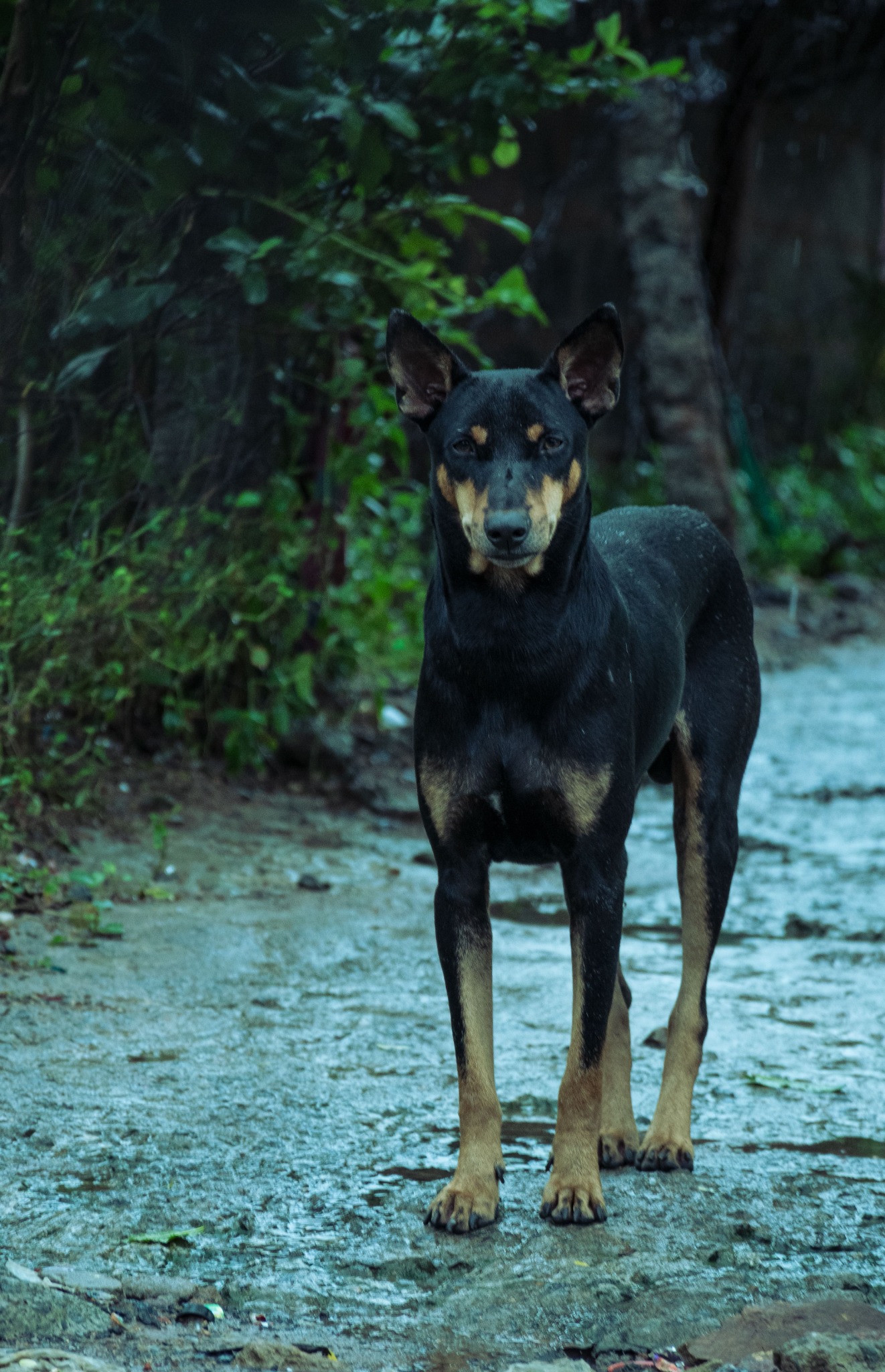 A black and tan dog standing on a shaded path